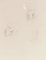 Dos mariposas de Whistler y un boceto destruido, c.1890